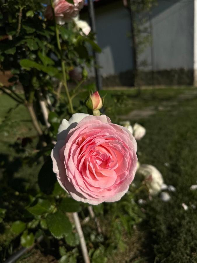 Хотелски Комплекс Копитото Tamarino ภายนอก รูปภาพ